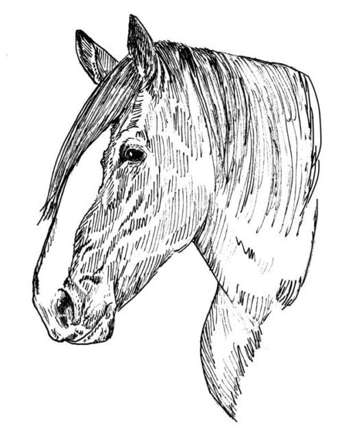 Draft-Horse1