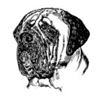 English Mastiff Dog Face Image to be printed on all cotton fabric available in your choice of 32 colors in an allover pattern.