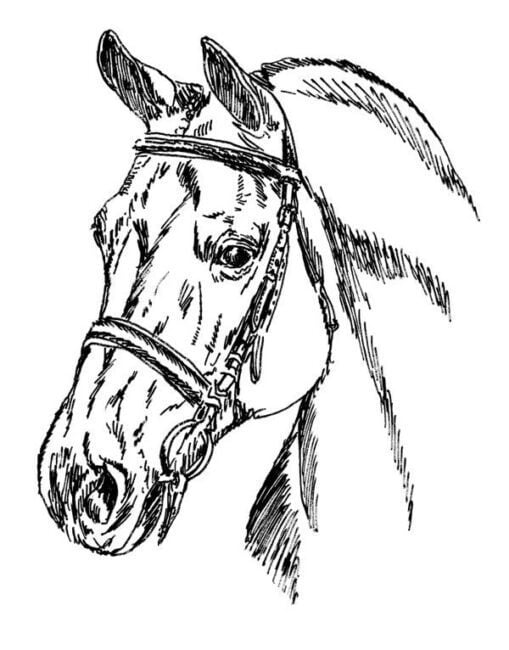 Quarter-Horse3