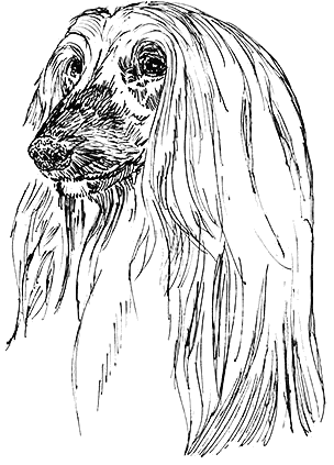 Afghan-Hound1