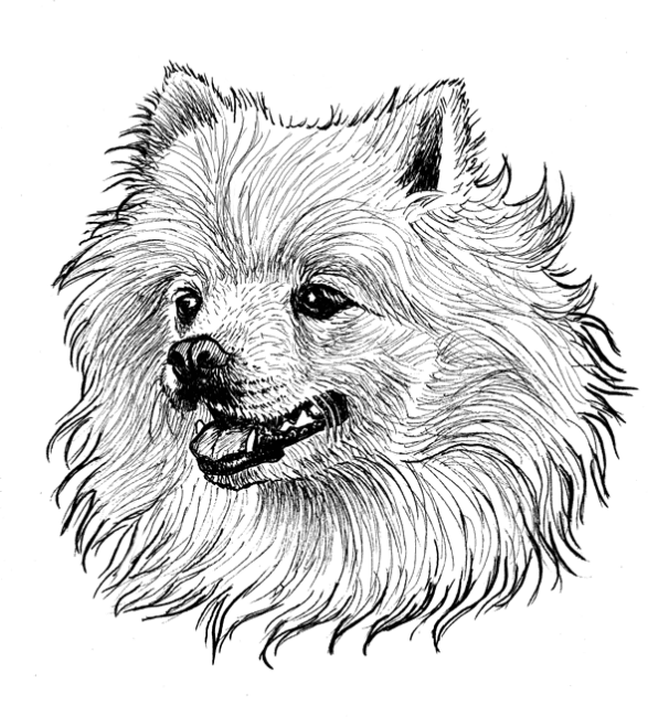 American-Eskimo1