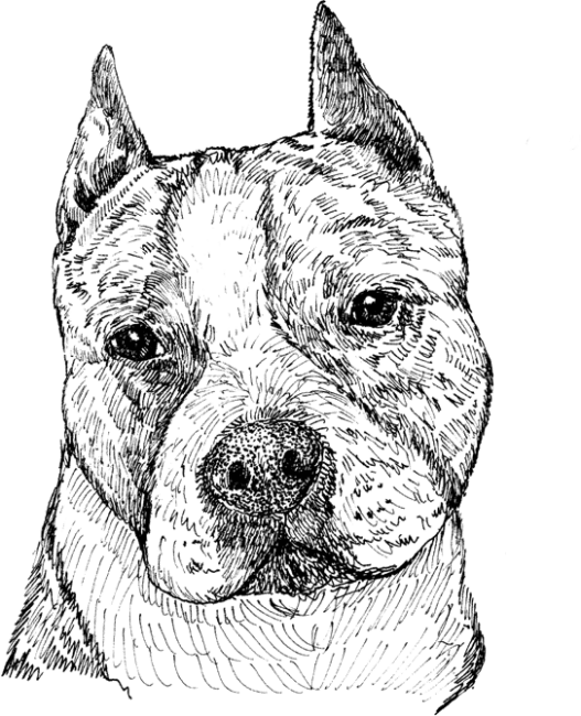 American-Staffordshire-Terrier1