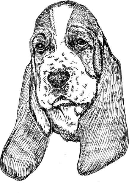 Basset-Hound2