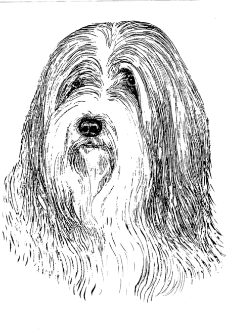 Bearded-Collie1