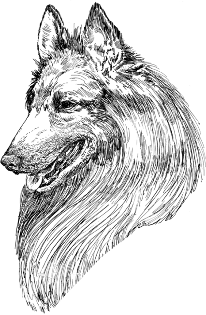 Belgian-Tervuren1