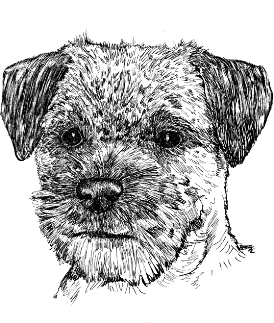 Border-Terrier-1
