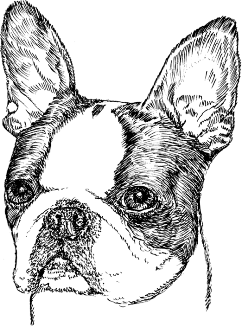 Boston-Terrier2