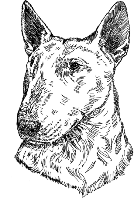 Bull-Terrier1