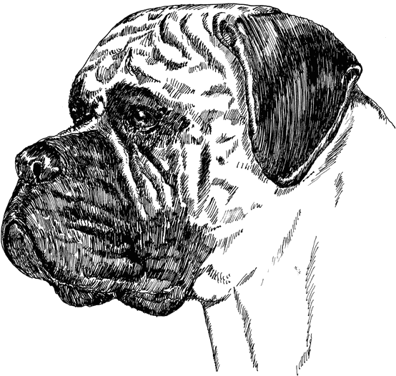 Bullmastiff1