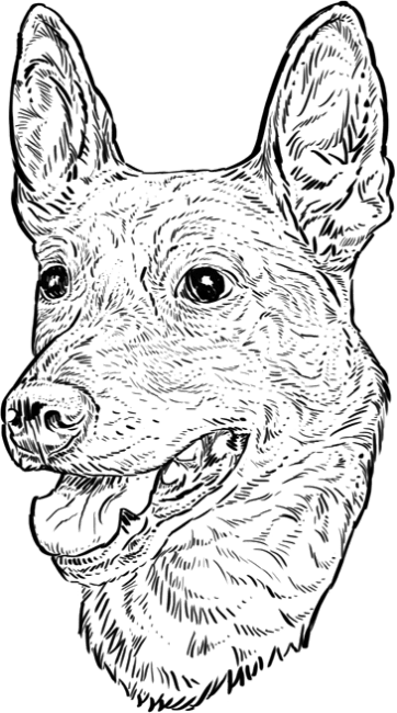 Carolina-Dog1
