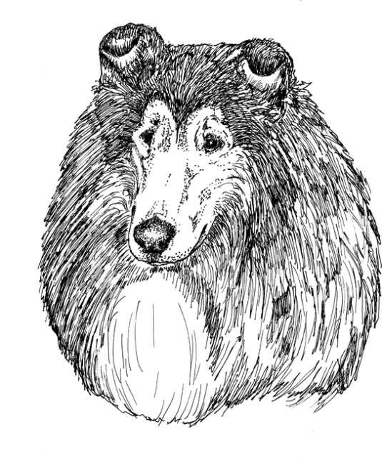 Collie1