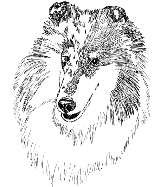 Collie5