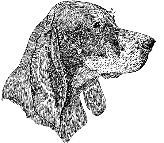 Coonhound-Black-and-Tan1