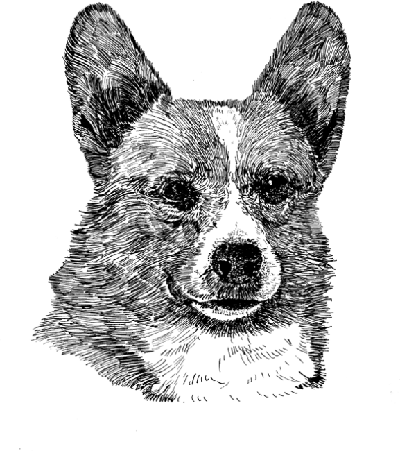 Corgi-Welsh-Pembroke2
