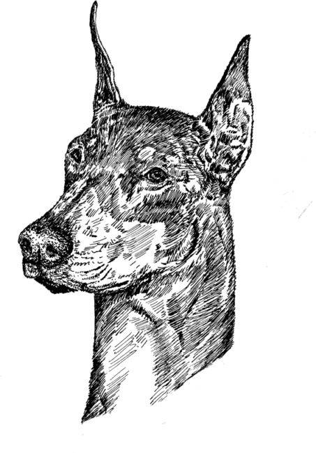 Doberman-Pinscher1