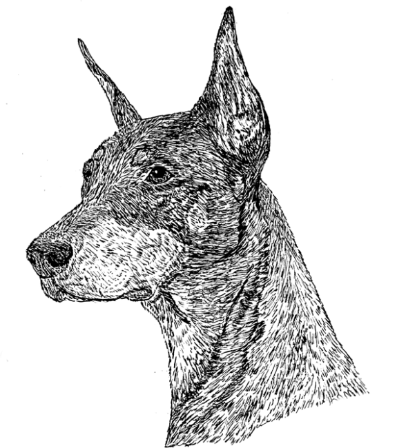 Doberman-Pinscher2