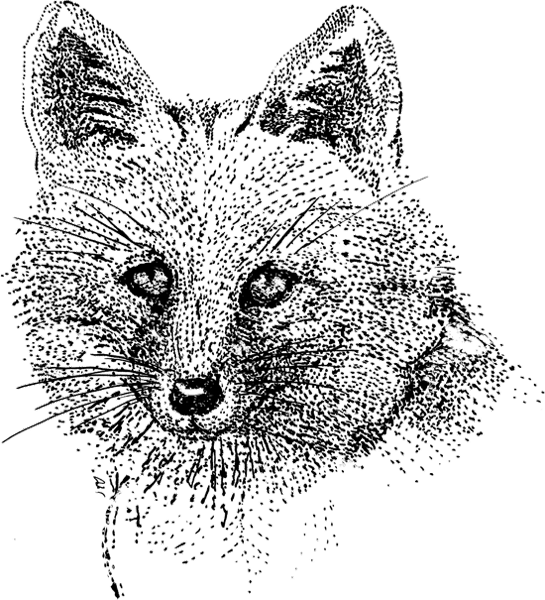 Fox3