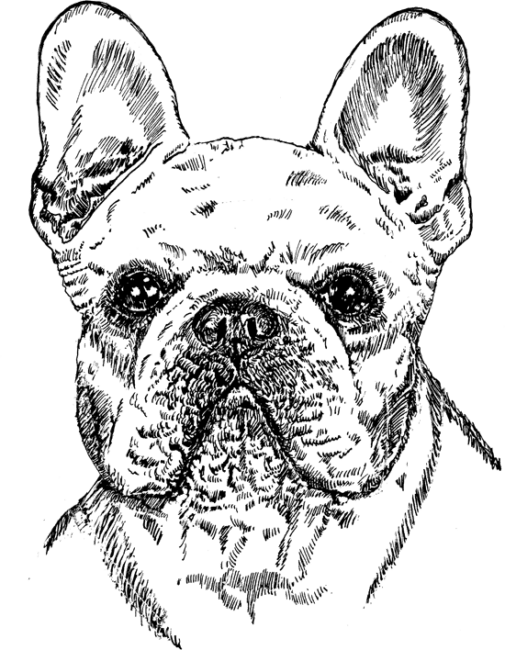 French-Bulldog1