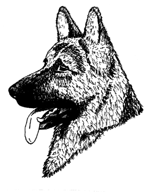 German-Shepherd-Dog2