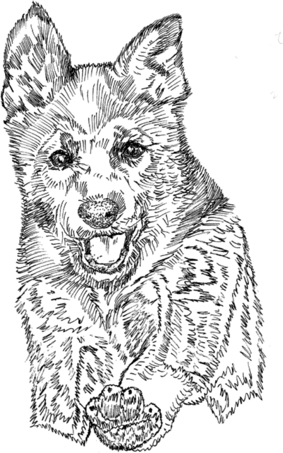 German-Shepherd3
