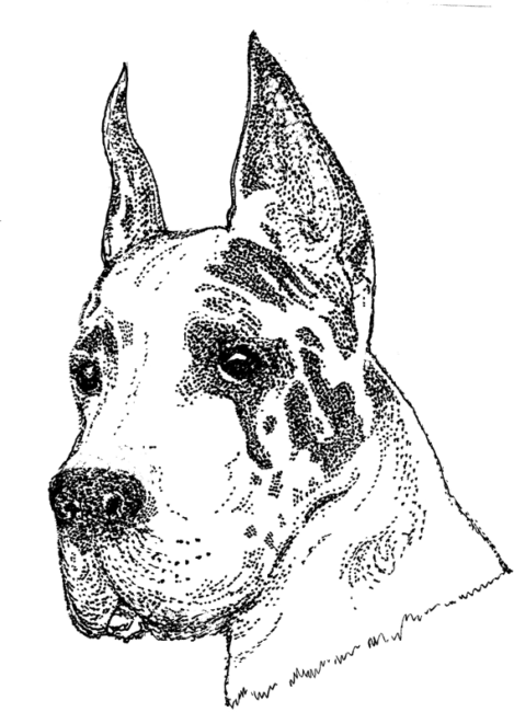 Great-Dane4