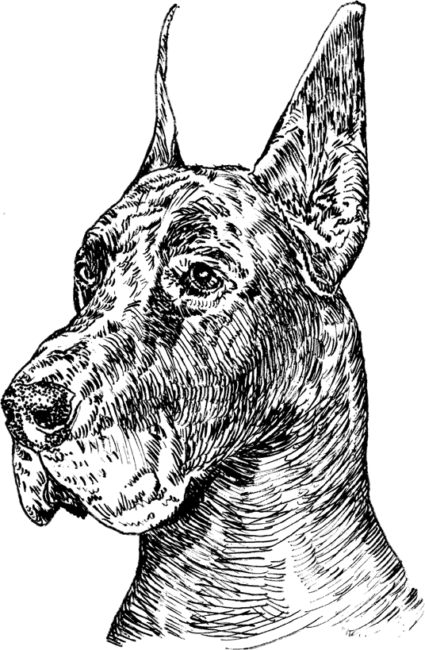 Great-Dane5