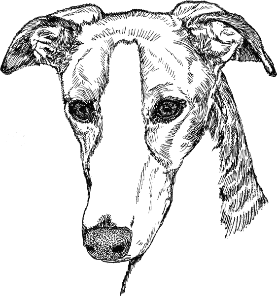 Greyhound2