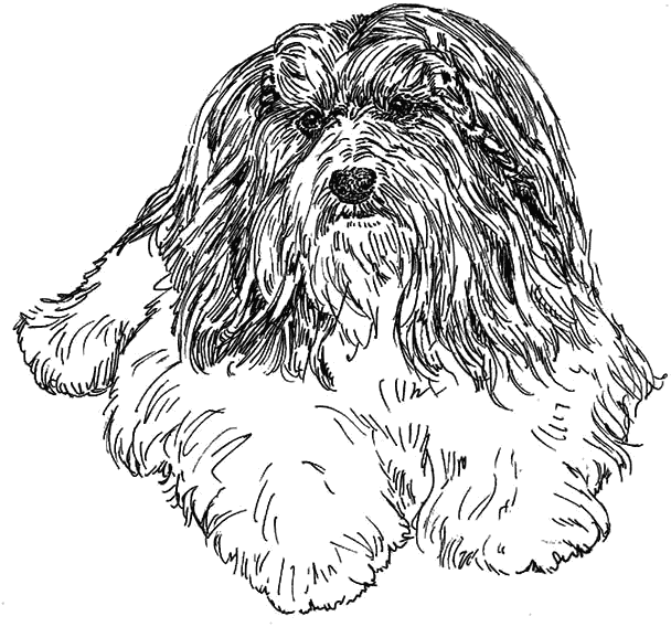 Havanese-2