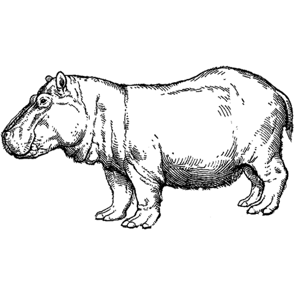 Hippopotamus1