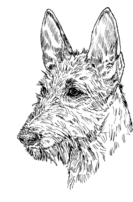 Ibizan-Hound2