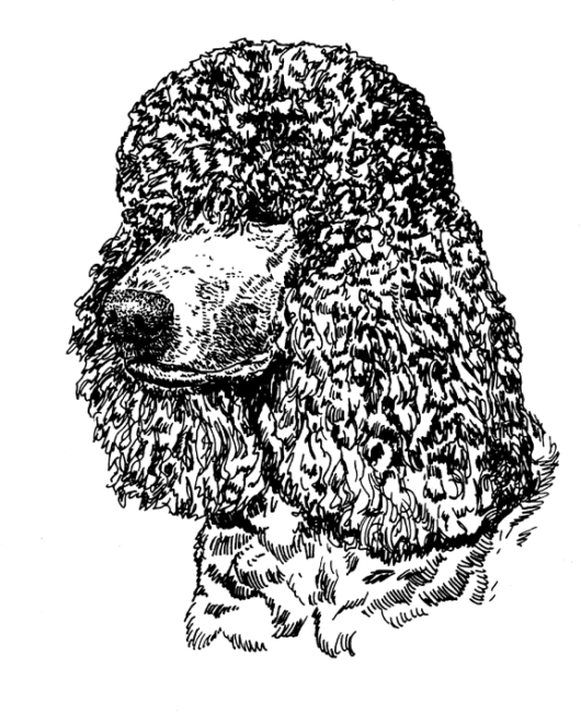 Irish-Water-Spaniel1