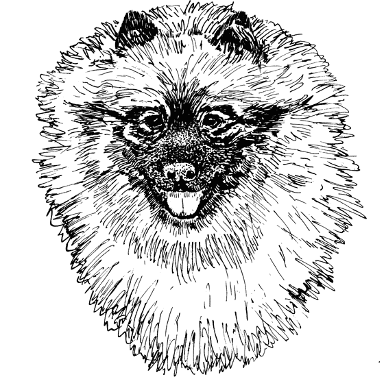Keeshond1