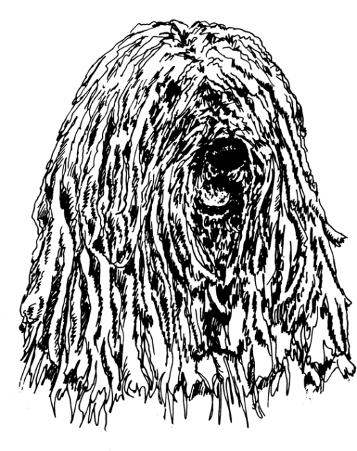 Komondor1