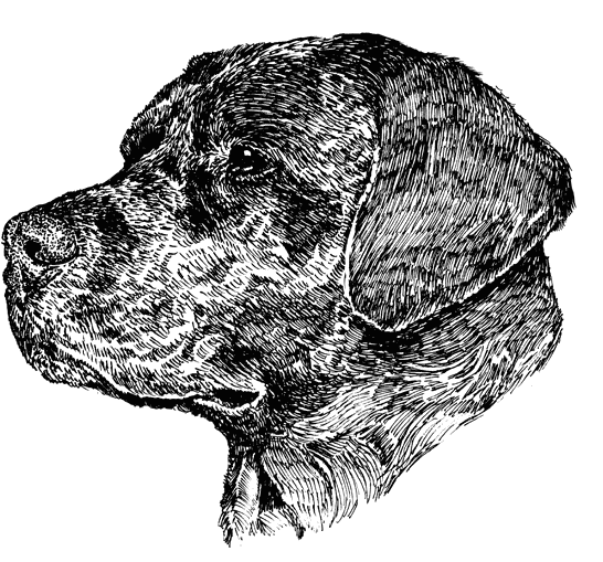 Labrador-Retriever2