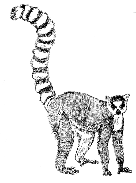 Lemur1