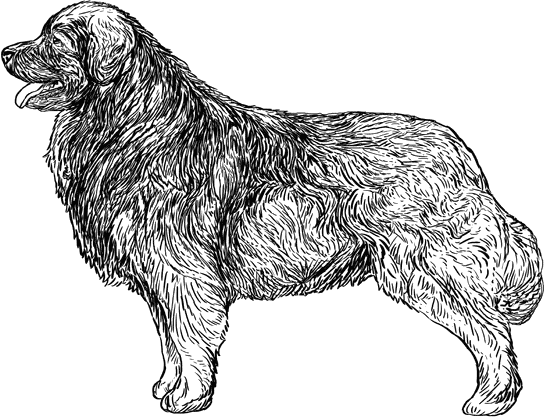 Leonberger1