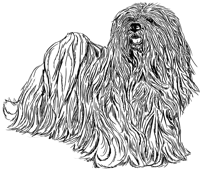 Lhasa-Apso2