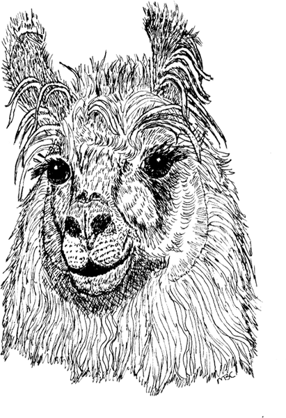 Llama1