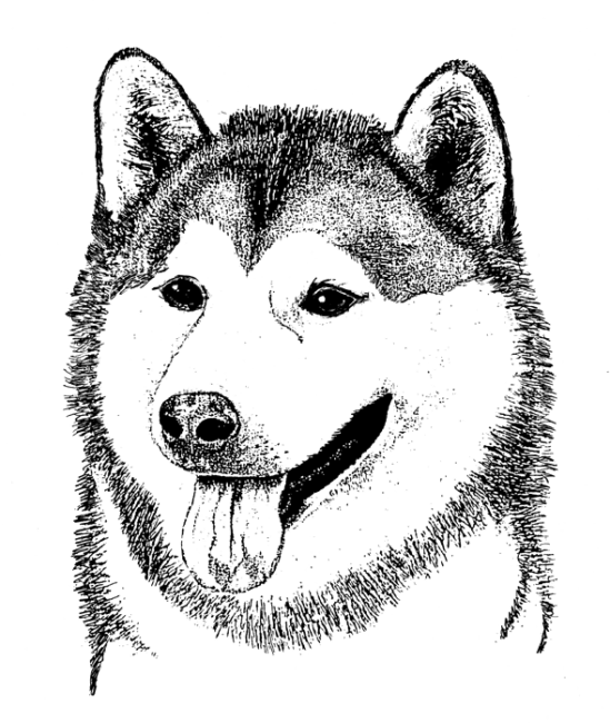 Malamute-Alaskan1