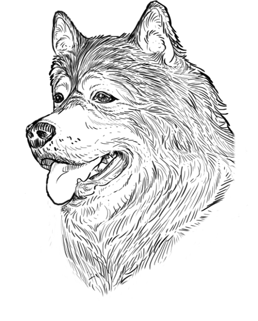 Malamute-Alaskan2