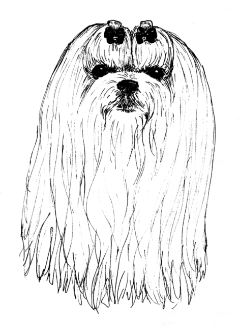 Maltese1