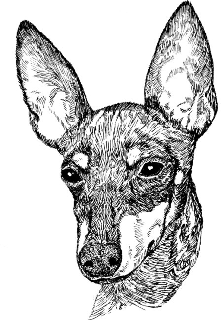 Manchester-Terrier2