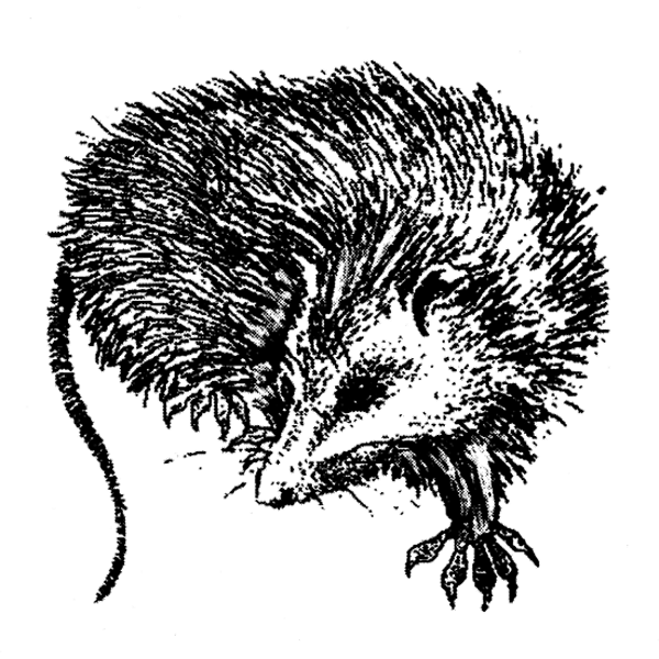 Opossum1