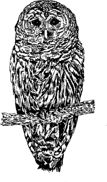 Owl-Barn1