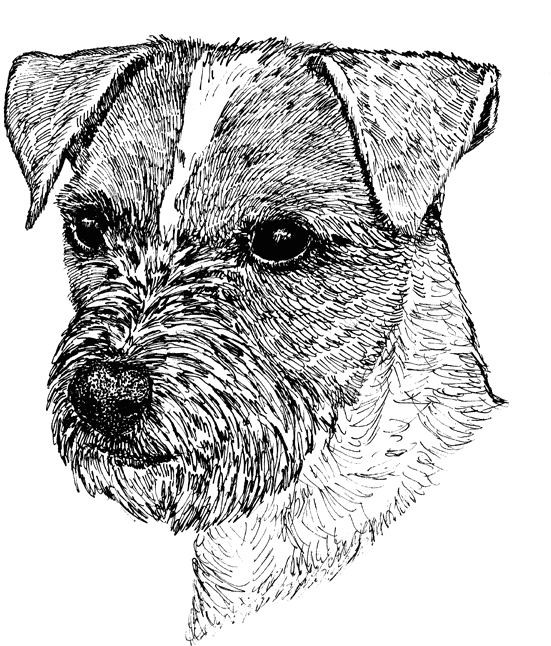 Parsons-Jack-Russell-Terrier2