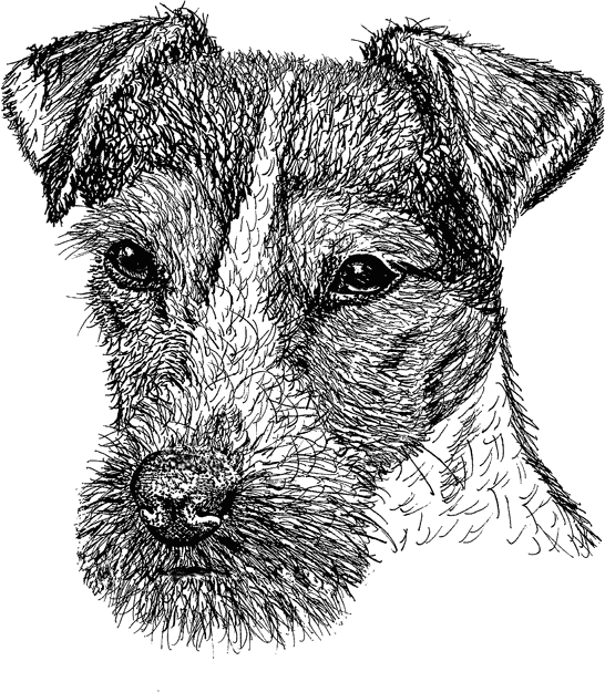 Parsons-Jack-Russell-Terrier3