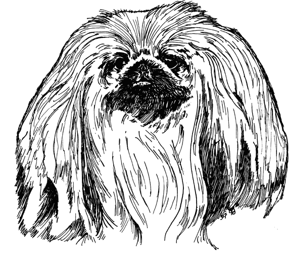 Pekingese1