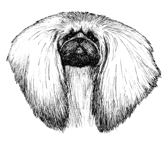 Pekingese2