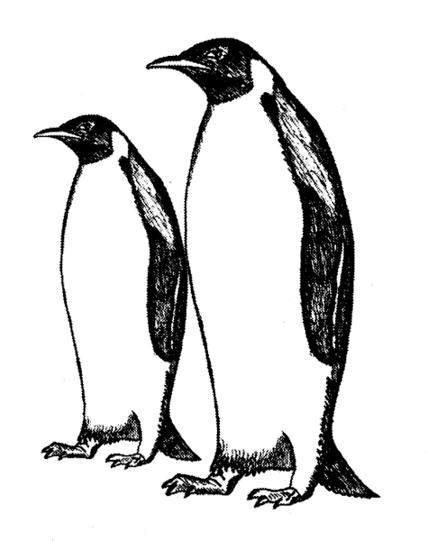 Penguins1