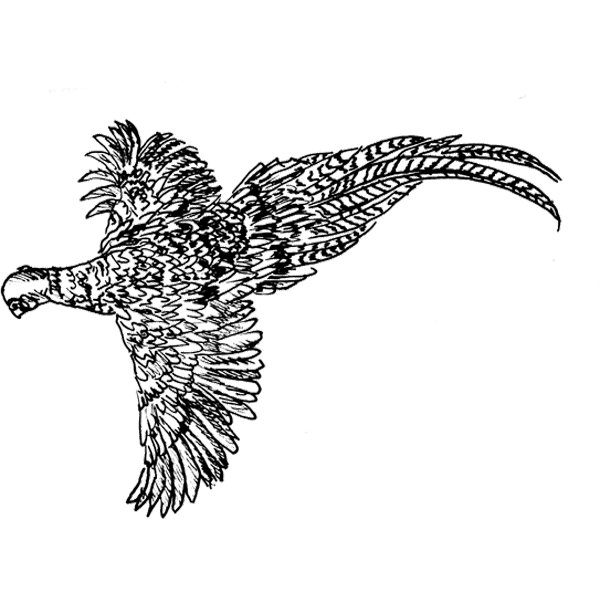 Pheasant1